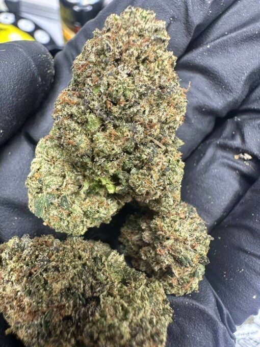 BISCOTTI X OG STRAINS TOP QUALITY